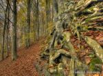 HDR_1FL4505liverani