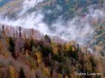 _1FL4408liverani